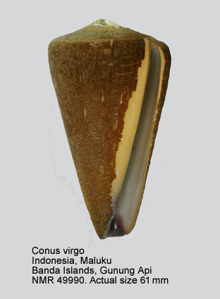 Conus virgo (2).jpg - Conus virgoLinnaeus,1758